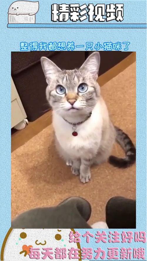 我想看小猫的视频,治愈系小猫视频大盘点