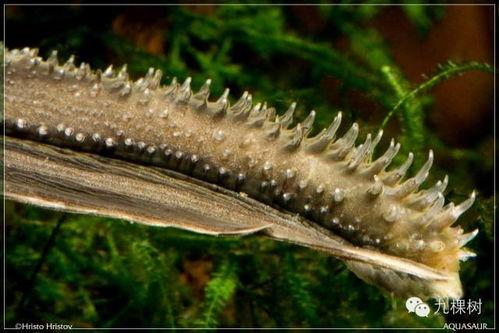 高清无码用鱼自慰 下载,网络奇观背后的伦理探讨