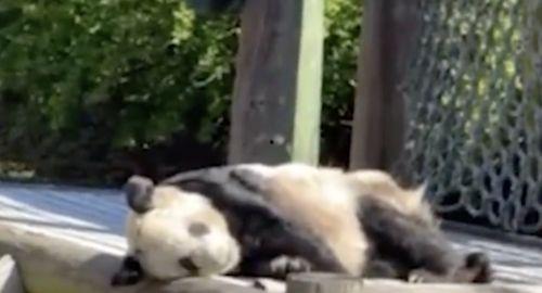 娱乐圈爆料熊猫的明星,熊猫明星的幕后故事