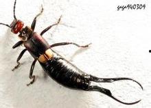 日本虫名,探寻日本昆虫世界的奇妙虫名之谜